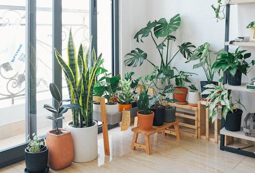 Finding Fortune In Flora: Starting A Profitable Indoor Plant Business